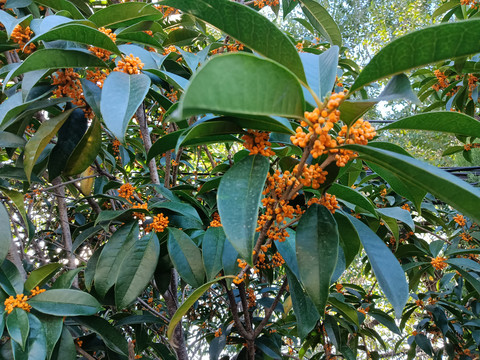 金桂花