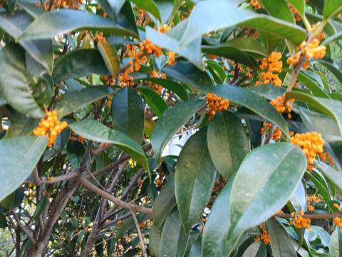 桂花树