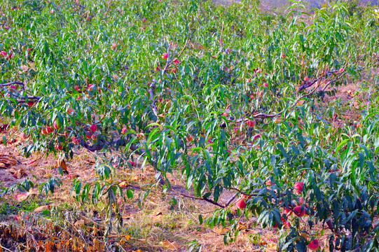 农家桃子种植园