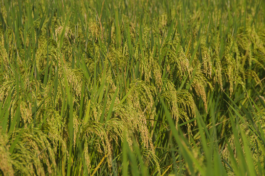 稻子稻穗好粮食