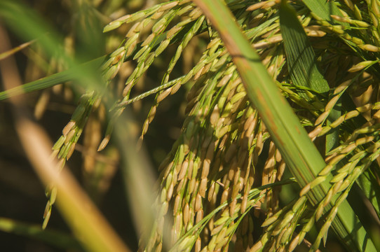 稻穗稻米粒