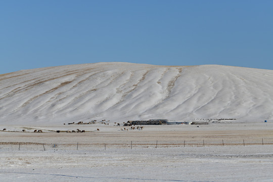 雪原