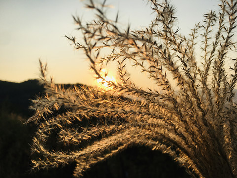 影珠山风光