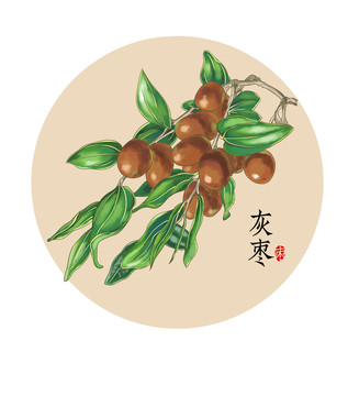 大棗插畫