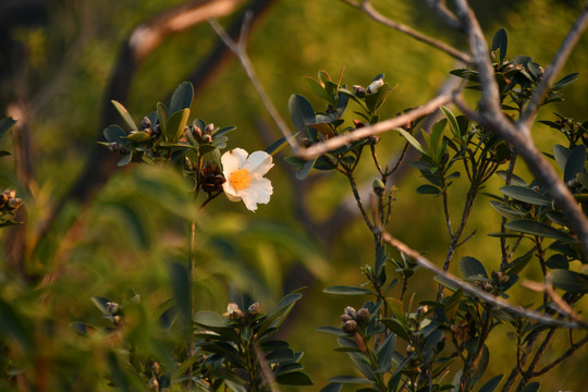 山茶花