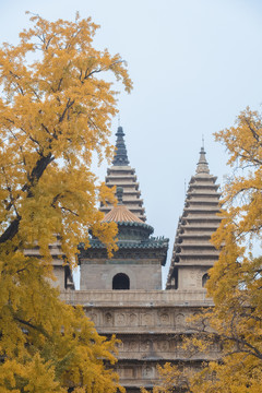 北京五塔寺银杏