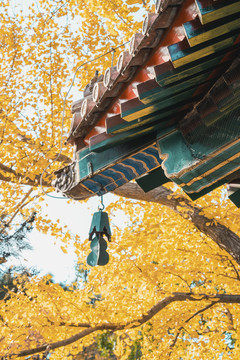 植物园卧佛寺银杏