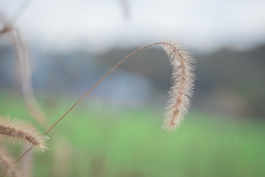 狗尾草