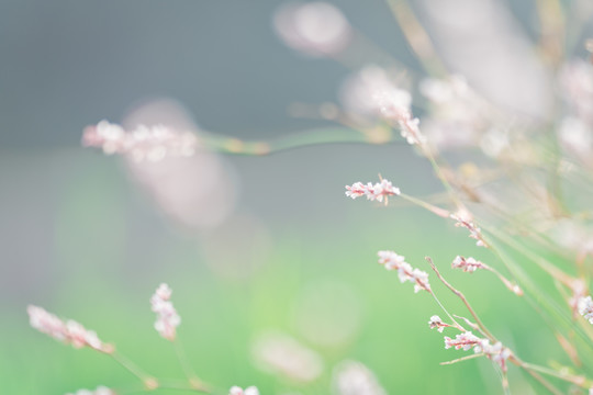 小花朵