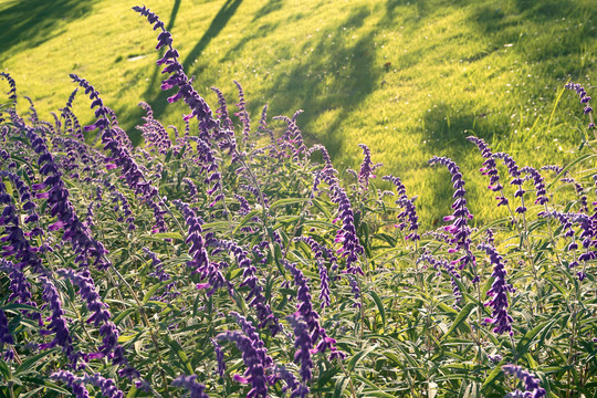 开花的紫绒鼠尾草