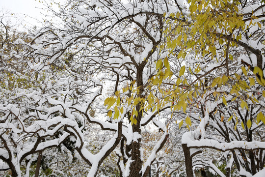 雪中的树