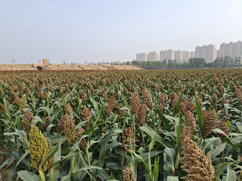 高粱地