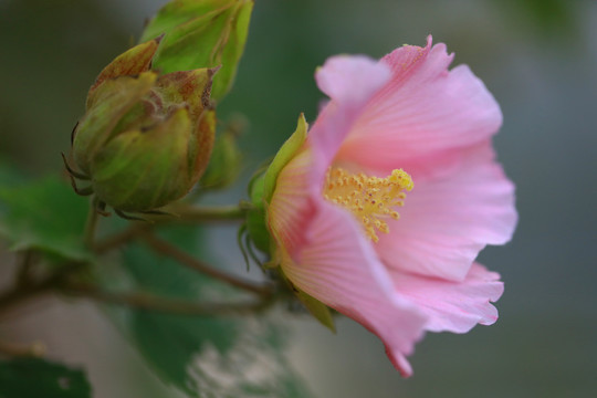 木芙蓉