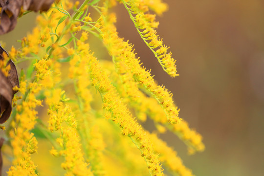 一枝黄花