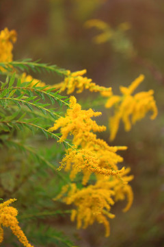 一枝黄花