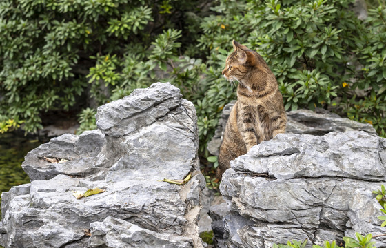 户外可爱狸花猫