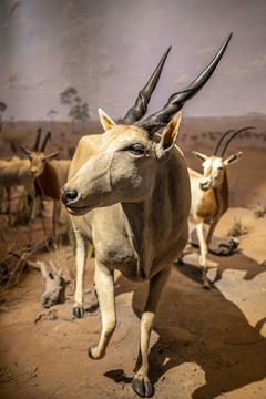 非洲大羚羊标本