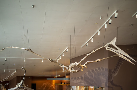翼龙骨骼标本