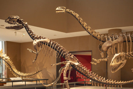 恐龙骨架标本