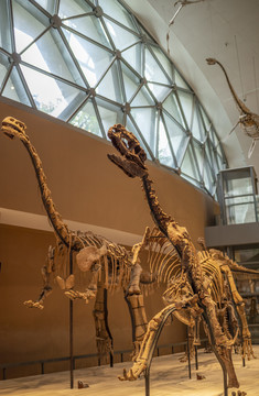 恐龙骨架标本