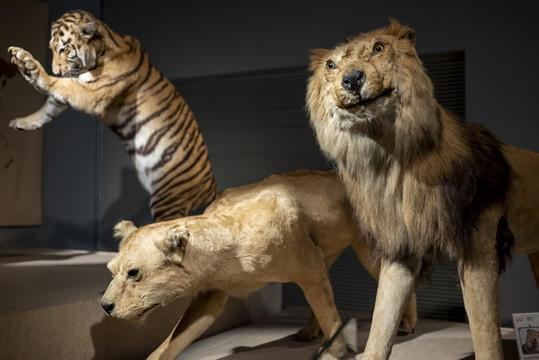 老虎狮子标本
