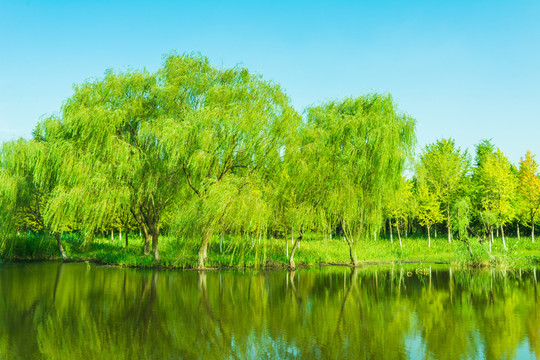 河岸边的杨柳