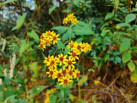 野菊花