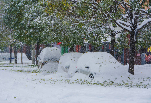 挂雪的树荫与被大雪覆盖的轿车