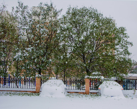 挂雪的树与被大雪覆盖的轿车