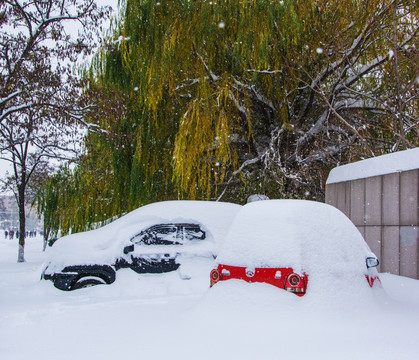 柳树与大暴雪覆盖的轿车