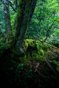 森林苔藓