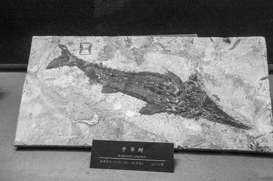 晚侏罗纪中华鲟化石