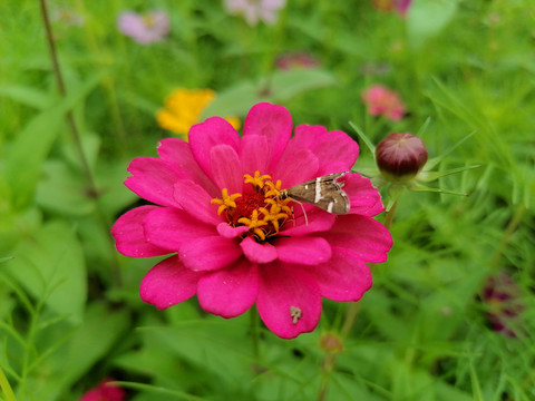 百日菊