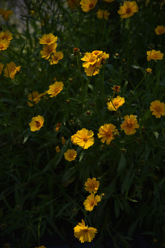 养马岛夏季盛开的金鸡菊