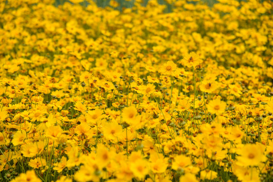 养马岛夏季盛开的金鸡菊