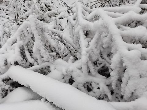 雪景