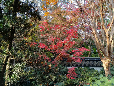 上海植物园