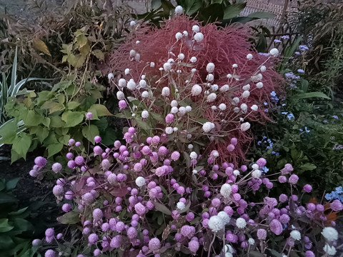 上海植物園
