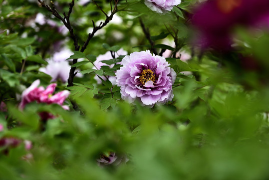 牡丹花开春天又来