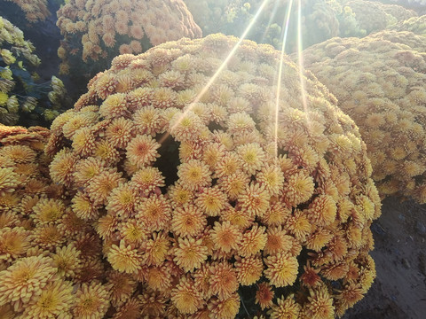 野菊花