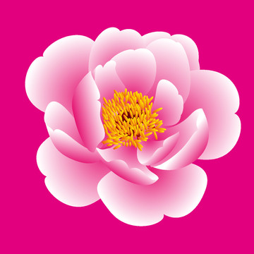 粉红花