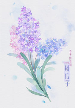 風(fēng)信子