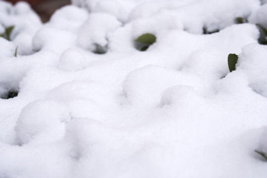 下雪后冬青树上厚厚的积雪