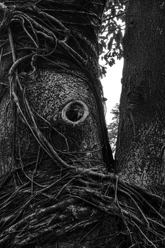 缠在树干上的根须