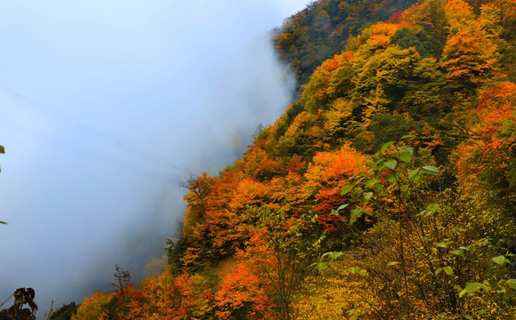 大九湖秋景