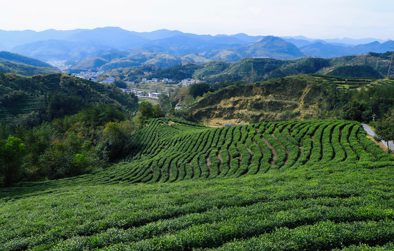 龙王垭茶山