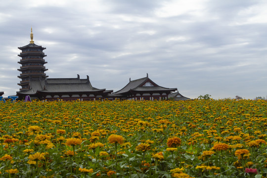 长春北湖花海