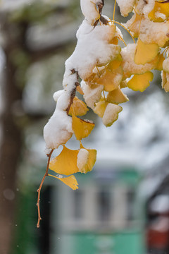 雪天的银杏叶