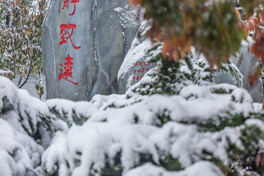 雪天枝叶