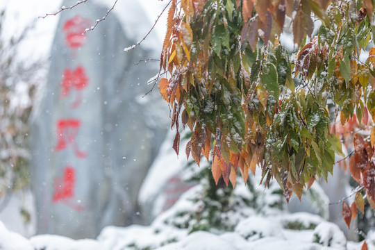 雪天枝叶